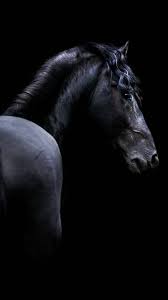 Black Horse Iphone Wallpapers Wallpaper Cave