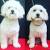 Teacup Maltese Long Hair