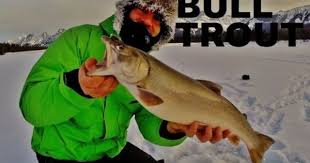 How To Ice Fish Bull Trout Upper Kananaskis Lake Kananaskiscountry Kananaskis Bulltrout Icefishing Ice Fishing Fish Fishing Adventure