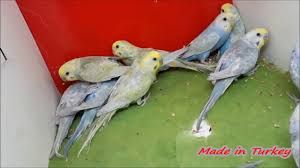 Rainbow Muhabbet Kusu Budgerigars Renkli Kuslar Youtube