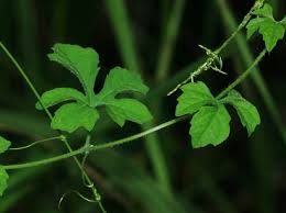 Image result for Momordica charantia