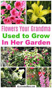 Gold mountain trading sets an example. Old Fashioned Flowers Your Grandma Used To Grow In Her Garden Beautiful Flowers Garden Cottage Garden Design Flower Garden