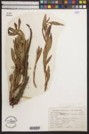 Image result for Afrobrunnichia erecta