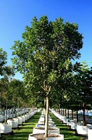 Image result for Pachycarpus appendiculatus