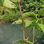 Image result for Cissus aralioides