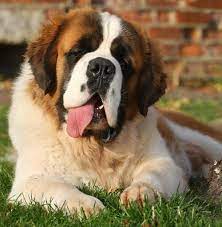 pin na doske zhivotnye