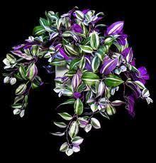 These plants obviously need bright light or a direct sunlight. 22 Low Light Houseplants Ideas Houseplants House Plants Indoor Plants