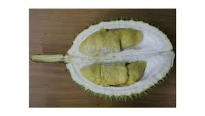 Jenis pohon durian bisa di lihat daunnya, isi video ini adalah belajar mengenali daun durian, kelihatannya hampir sama 10 Jenis Durian Yang Anda Patut Tahu Selain Musang King Eztakaful
