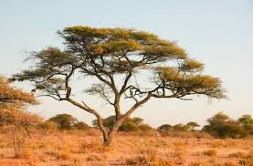 Image result for Acacia tortilis