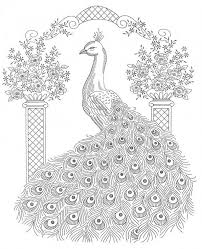 Animal Peacock Coloring Pages Peacock Coloring Pages Animal Coloring Pages Coloring Pages