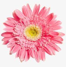 Find & download free graphic resources for pink daisy. Pink Daisy Like Flower Png Free Transparent Png Download Pngkey
