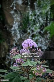 Image result for Bartlettina