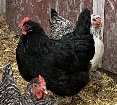 Black Australorp Chicken Egg Color This Is A Black Australorp A Breed Which Originated In Australia They Are A Heavy Dual Breed Known For Their Dependable Egg Laying Black Australorp Black Chickens Chicken Breeds
