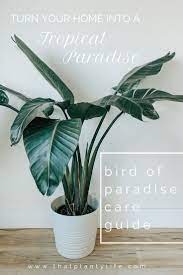 Bird Of Paradise Complete Care Guide That Planty Life Paradise Plant Birds Of Paradise Plant Bird Of Paradise Plant