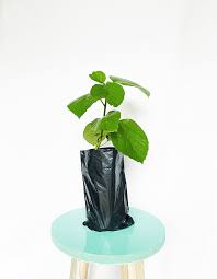 Image result for Cordia africana