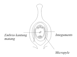 Keratan rentas dan fungsi struktur. Https Anzdoc Com Download 2 Apakah Hormon Yang Merangsang Pembentukan Telur Di Dalam O Html