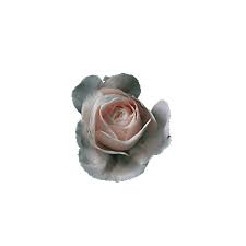 Nature pictures of flowers and butterflies for iphone and android. Rose Aesthetic Transparent Gif Novocom Top