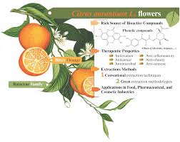 Image result for Citrus × aurantium