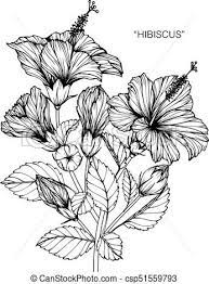 Hibiscus Flower Drawing And Sketch With Black And White Line Art In 2020 Hibiscus Drawing Hibiscus Flower Drawing Flower Drawing