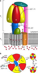 Atp synthase is a protein that catalyzes the formation of the energy storage molecule adenosine triphosphate (atp) using adenosine diphosphate (adp) and inorganic phosphate (p i ). Cryo Em Reveals Distinct Conformations Of E Coli Atp Synthase On Exposure To Atp Elife