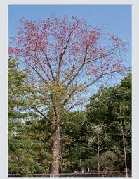 Image result for Bombax