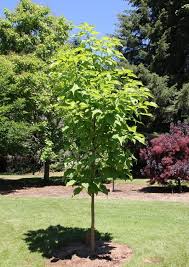 Image result for Catalpa