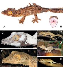 Image result for Urochloa platynota