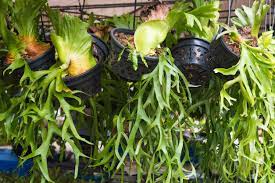 How To Grow Staghorn Ferns In Pots Planting A Staghorn Fern In A Wire Basket