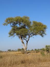 Image result for Combretum imberbe