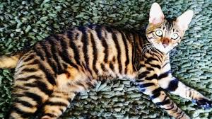 The best pets for apartment living do not disrupt nearby neighbors or damage your home. Exotic House Cats Exotic Cats1 Twitter