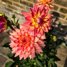 Dahlia Sincerity Peach (Pot Size 3L) - The Boma Garden Centre
