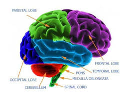Webmd's brain anatomy page provides a detailed diagram and definition of the brain including its function, parts, and conditions that affect it. Functions Of A Brain Making Headway Center