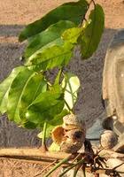 Image result for Khaya anthotheca