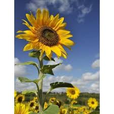 Produk terkait karpet karakter motif keris hitam kuning jumbo paket 3 bantal. Jual Biji Bunga Matahari Jumbo Big Sunflower Seeds Di Lapak Urban Seeds Bukalapak