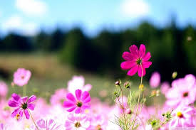 Pin On Free Pictures Of Flowers
