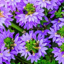 Image result for Scaevola