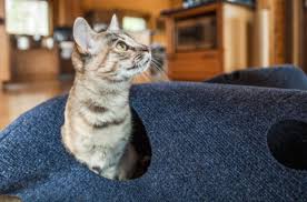 Maybe you would like to learn more about one of these? Top 5 Puzzle Games For Cats Petguide