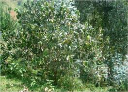 Image result for Haplocoelum foliolosum