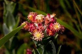 Image result for Tarenna pavettoides