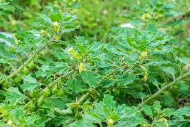 Image result for Pedalium