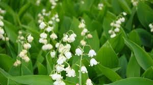 Check spelling or type a new query. Cara Menanam Dan Merawat Bunga Import Lily Of The Valley Bunga Cantik Tapi Beracun Tribun Batam