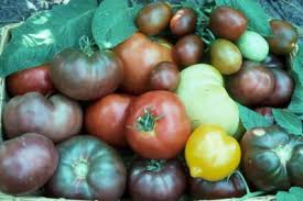 Agriculture hybrid tomato seeds fruit vegetable seed tomato f1 seeds. How To Grow Tomatoes From Seed The Old Farmer S Almanac