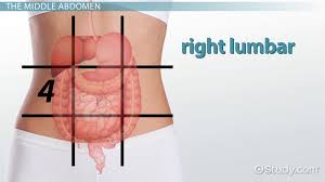 The abdominal region of your body encases organs that are vital for the proper functioning of your body. The 9 Regions Of The Abdomen Video Lesson Transcript Study Com