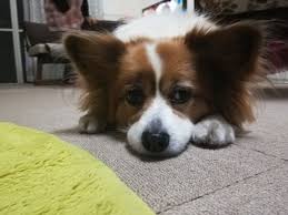 パピヨンのかわいい性格は 飼い方は 実際に飼っているからわかる特徴などまとめ パピヨン カット パピヨン 犬