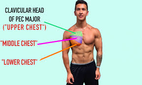 Major muscles of the body, with their common names and scientific (latin) names your job is to diagram and label the major. Chest Muscle Names Page 1 Line 17qq Com