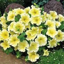 Pin On Petunia
