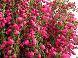 Hot Pink Boronia Heather Flower Flowers Flower Farm