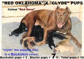Here are some puppy pictures from past litters. Online Pedigree De Tudor S Dibo Whence Comes The Black Color To Eli Carver Boudreaux Dogs Being That They All Are Tudor S Dibo Family And Dibo Was Buckskin Color The Henry S Dogs By Mariano Peinado 2014 06 21 En Version