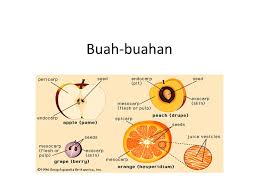 Simak pembahasan berikut ini ya. Materi 8 Sifat Fisik Dan Biologi Buah Dan Sayuran Ppt Download