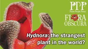 Image result for Hydnora